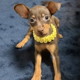 ミニチュアピンシャー