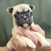 フレンチブルドッグ