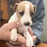 イタリアングレーハウンド