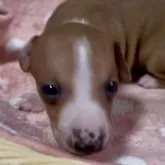 イタリアングレーハウンド【岩手県・男の子・2025年10月10日・レッドホワイト】の写真3