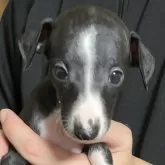 イタリアングレーハウンド【岩手県・女の子・2025年10月10日・シールホワイト】の写真3