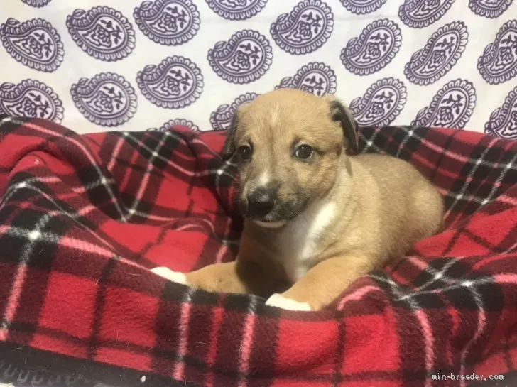 ID:2103-01802の子犬