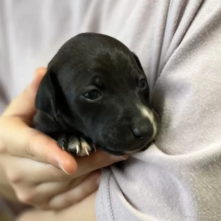 ID:2401-01027の子犬