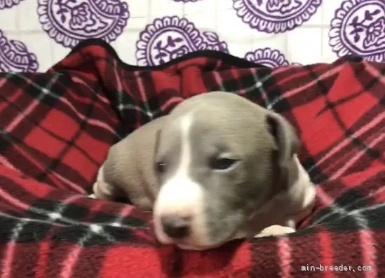 ID:2105-00437の子犬