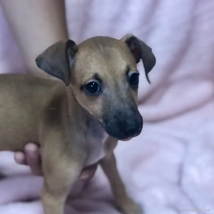 おやつはボーロちゃん 様のお迎えした子犬