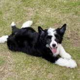 チャイニーズ・クレステッド・ドッグ