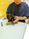 チワワ(ロング)【愛知県・男の子・2025年4月13日・チョコレート&タン】の写真12「動物病院にて健康診断中」
