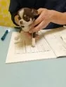 チワワ(スムース)【愛知県・男の子・2025年3月5日・チョコレートタン&ホワイト】の写真14「動物病院にて健康診断中」