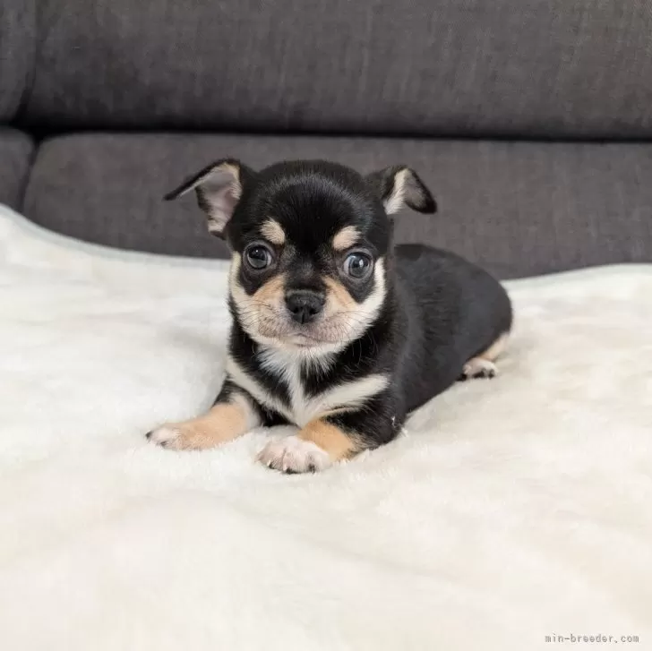 E.S 様のお迎えした子犬