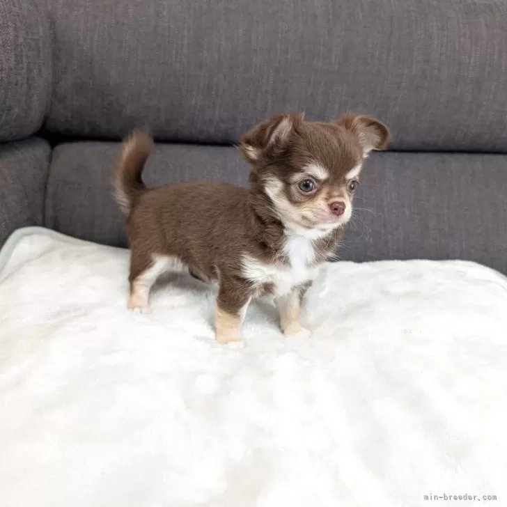 ID：2503-05976の子犬
