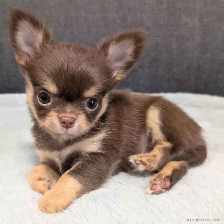 ID:2508-00452の子犬