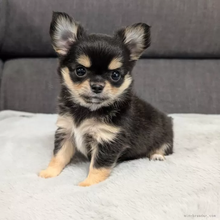 ID：2504-07844の子犬