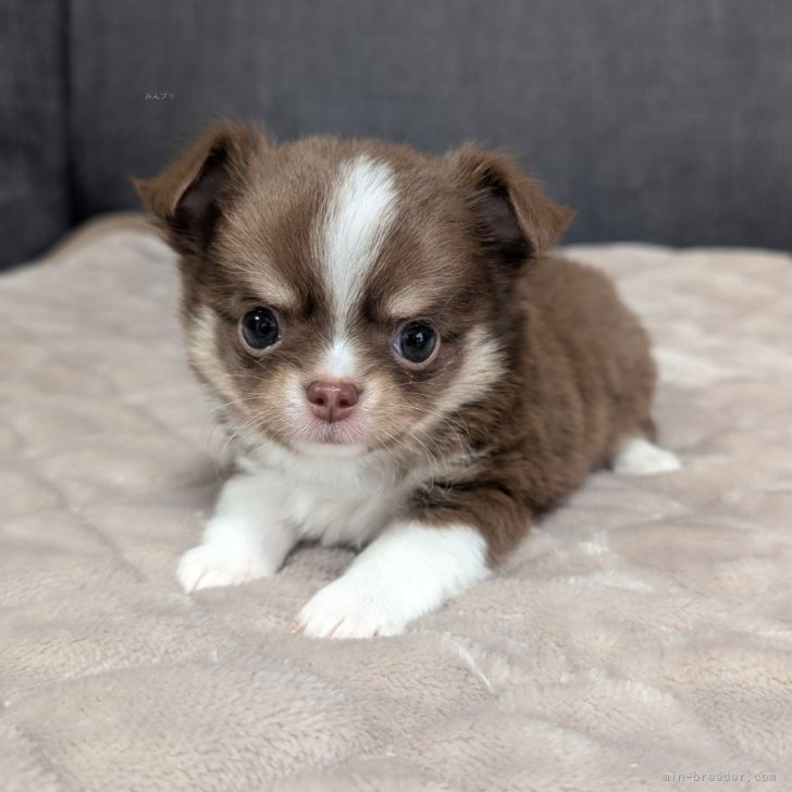チワワ(ロング)【愛知県・男の子・2025年10月7日・チョコレートタン