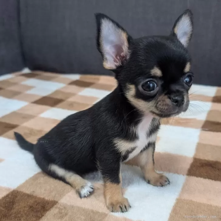 ID:2508-00639の子犬