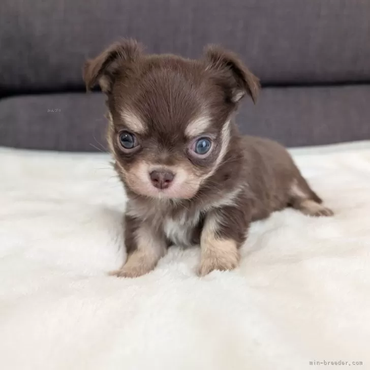 T.N 様のお迎えした子犬