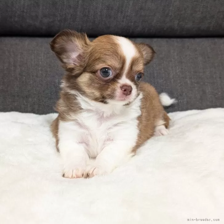 T.H 様のお迎えした子犬