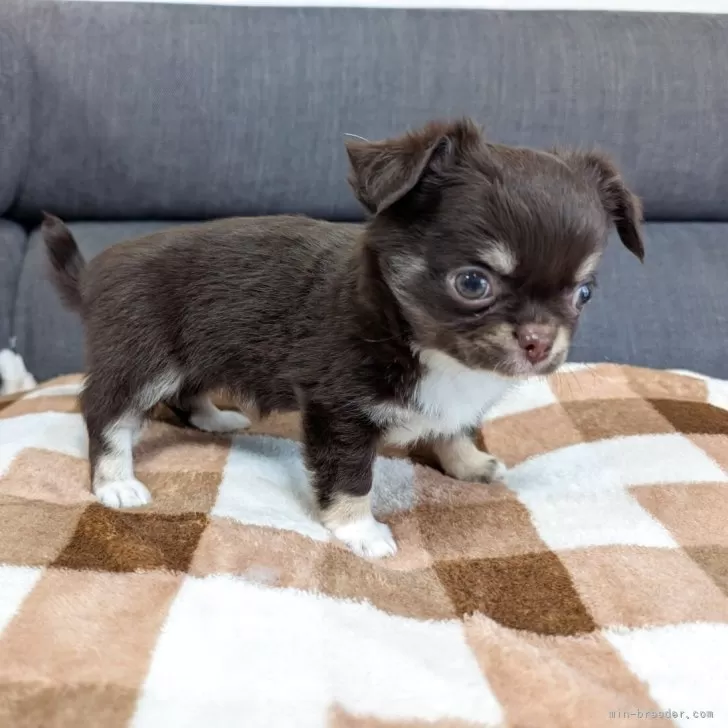 ID:2503-05302の子犬