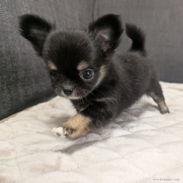 ブリーダー画像