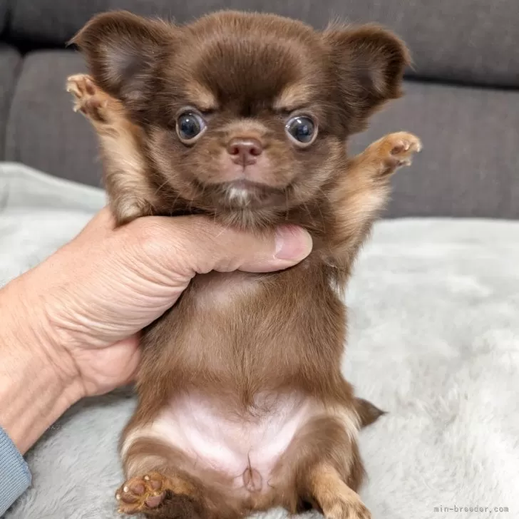 M.H 様のお迎えした子犬