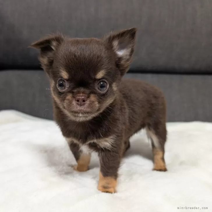 ID：2504-03434の子犬