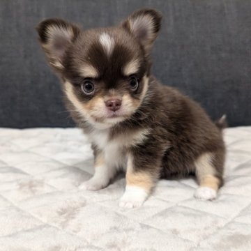 チワワ(ロング)【愛知県・男の子・2025年9月13日・チョコレートタン&ホワイト】の写真「チョコタンホワイトくんです。」