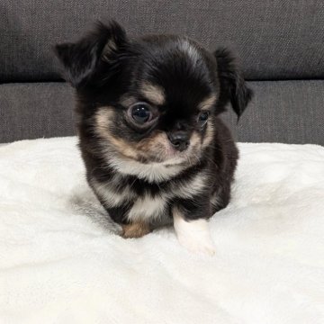 チワワ(ロング)【愛知県・男の子・2025年1月4日・ブラックタン&ホワイト】の写真「むちむち短足のブラタンホワイトくんです。」