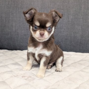 チワワ(ロング)【愛知県・男の子・2025年9月12日・チョコレート&クリーム】の写真「チョコクリームくんです。」