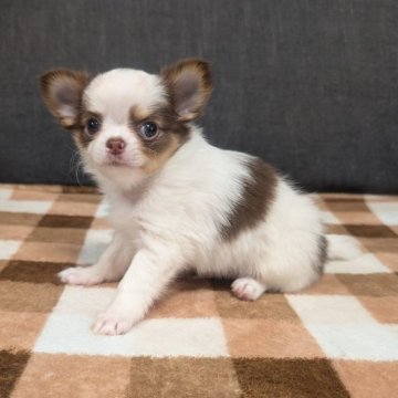 チワワ(ロング)【愛知県・男の子・2025年9月22日・ホワイト&チョコレートタン】の写真「ホワイトチョコタンくんです。」