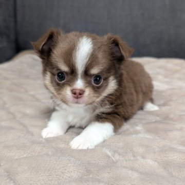 チワワ(ロング)【愛知県・男の子・2025年10月7日・チョコレートタン&ホワイト】の写真「チョコタンホワイトくんです。」