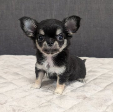 チワワ(ロング)【愛知県・女の子・2025年9月12日・ブラック&タン】の写真「ブラックタンちゃんです。」