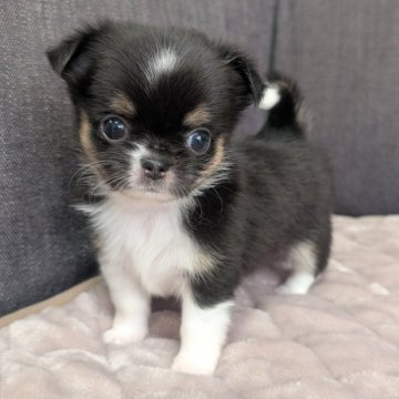 チワワ(ロング)【愛知県・男の子・2025年10月8日・ブラックタン&ホワイト】の写真「ブラタンホワイトくんです。」