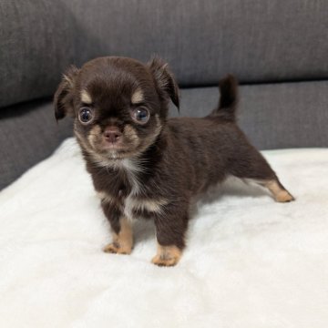 チワワ(ロング)【愛知県・女の子・2025年3月2日・チョコレート&タン】の写真「チョコタンちゃんです。」