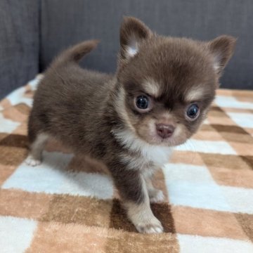 チワワ(ロング)【愛知県・男の子・2025年7月10日・チョコレートタン&ホワイト】の写真「チョコタンホワイトくんです。」
