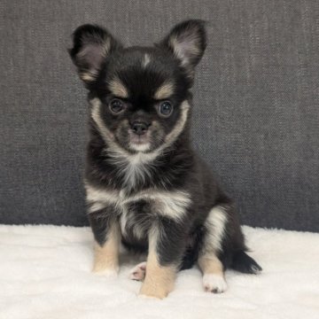 チワワ(ロング)【愛知県・女の子・2025年9月13日・ブラックタン&ホワイト】の写真「ブラタンホワイトちゃんです。」