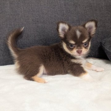 チワワ(ロング)【愛知県・男の子・2025年9月13日・チョコレートタン&ホワイト】の写真「チョコタンホワイトくんです。」