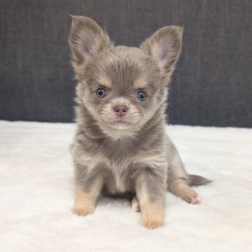 チワワ(ロング)【愛知県・男の子・2025年9月13日・イザベラ&タン】の写真「イザベラタンくんです。」