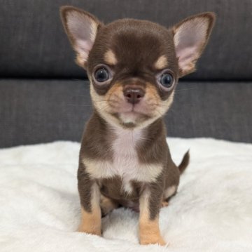 チワワ(スムース)【愛知県・男の子・2025年3月5日・チョコレート&タン】の写真「チョコタンくんです。」