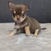 チワワ(スムース)