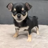 チワワ(スムース)