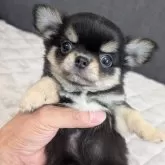 チワワ(ロング)