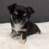 チワワ(ロング)