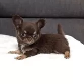 チワワ(ロング)