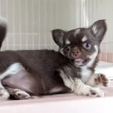 チワワ(ロング)