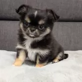 チワワ(ロング)