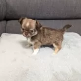 チワワ(ロング)