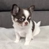 チワワ(ロング)