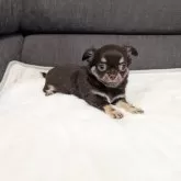 チワワ(ロング)