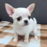チワワ(スムース)