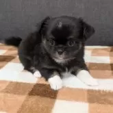 チワワ(ロング)
