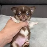 チワワ(ロング)